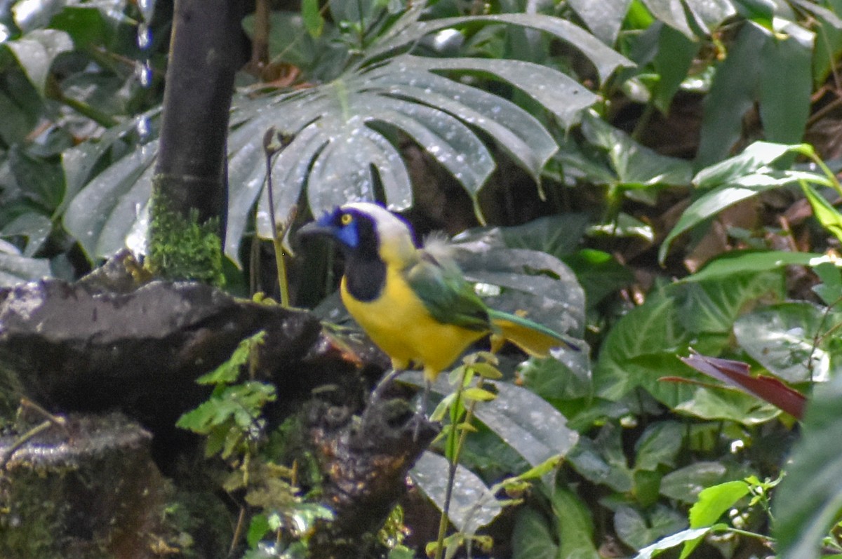 sojka zelenavá - ML647160587