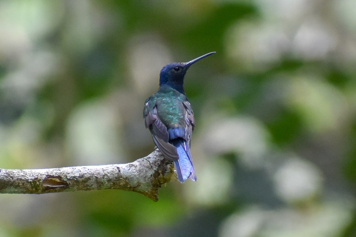 kolibřík vlaštovčí - ML647160588