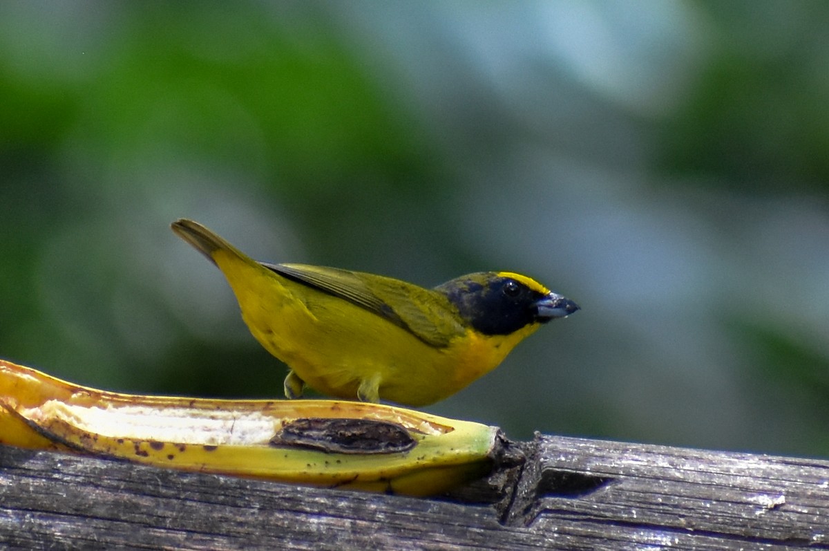 libohlásek tlustozobý - ML647160589