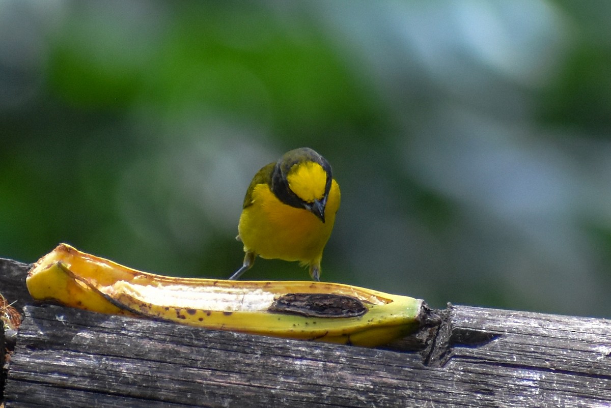 libohlásek tlustozobý - ML647160590