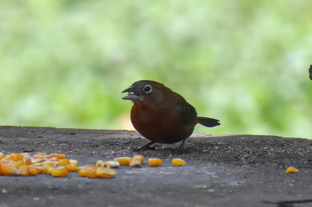 Red-crested Finch - ML647160591