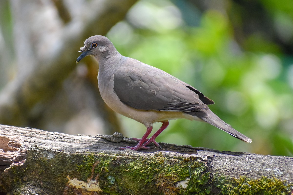 White-tipped Dove - ML647160595