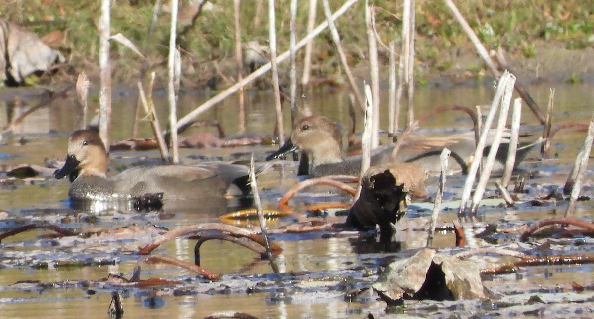 Gadwall - ML647160597