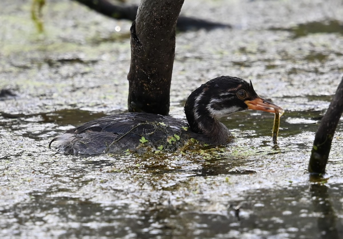 Little Grebe - ML647160598
