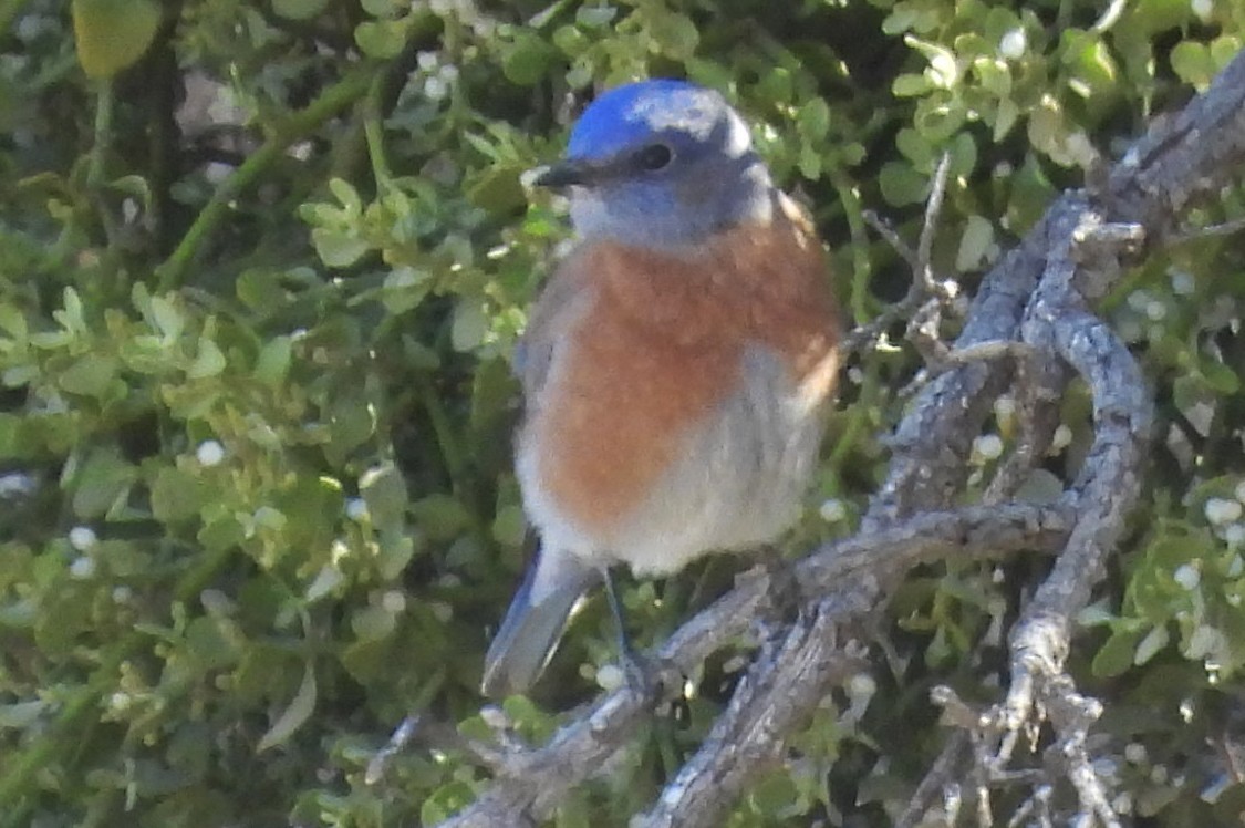 Western Bluebird - ML647160599