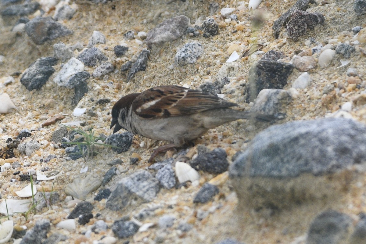 Eurasian Tree Sparrow - ML647160601