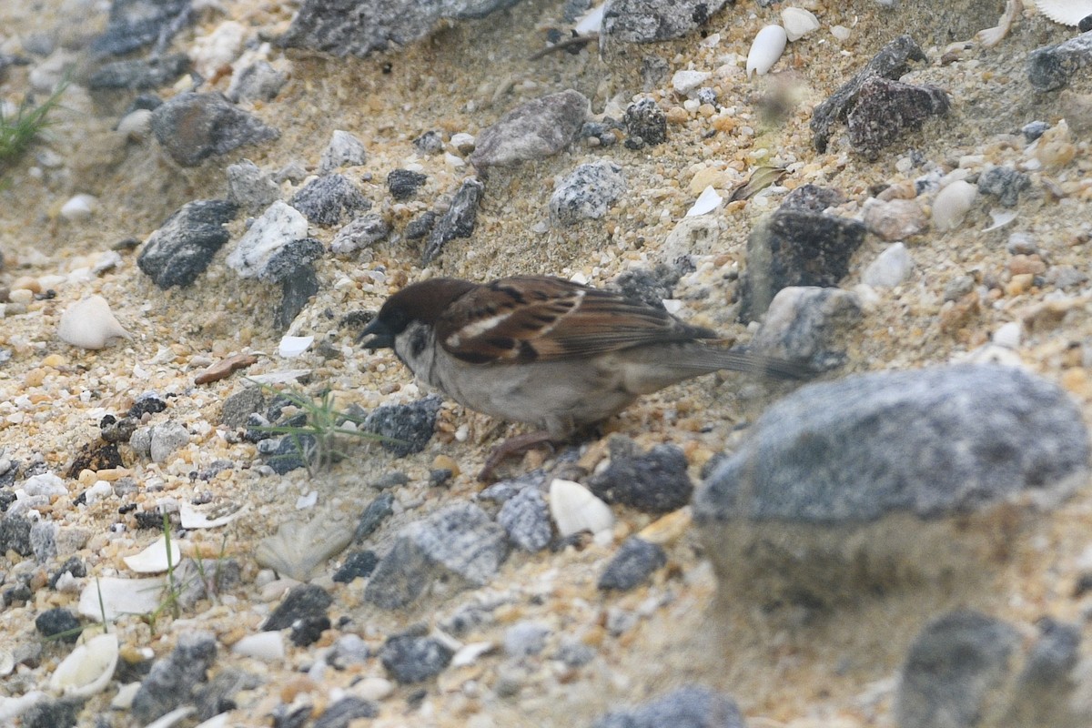Eurasian Tree Sparrow - ML647160602