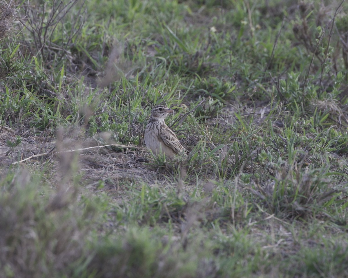 Singing Bushlark - ML647160604