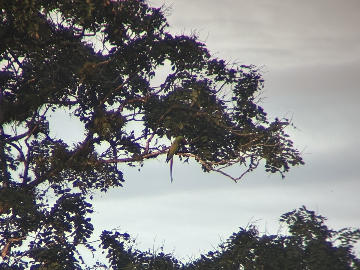 Great Green Macaw - ML647160612