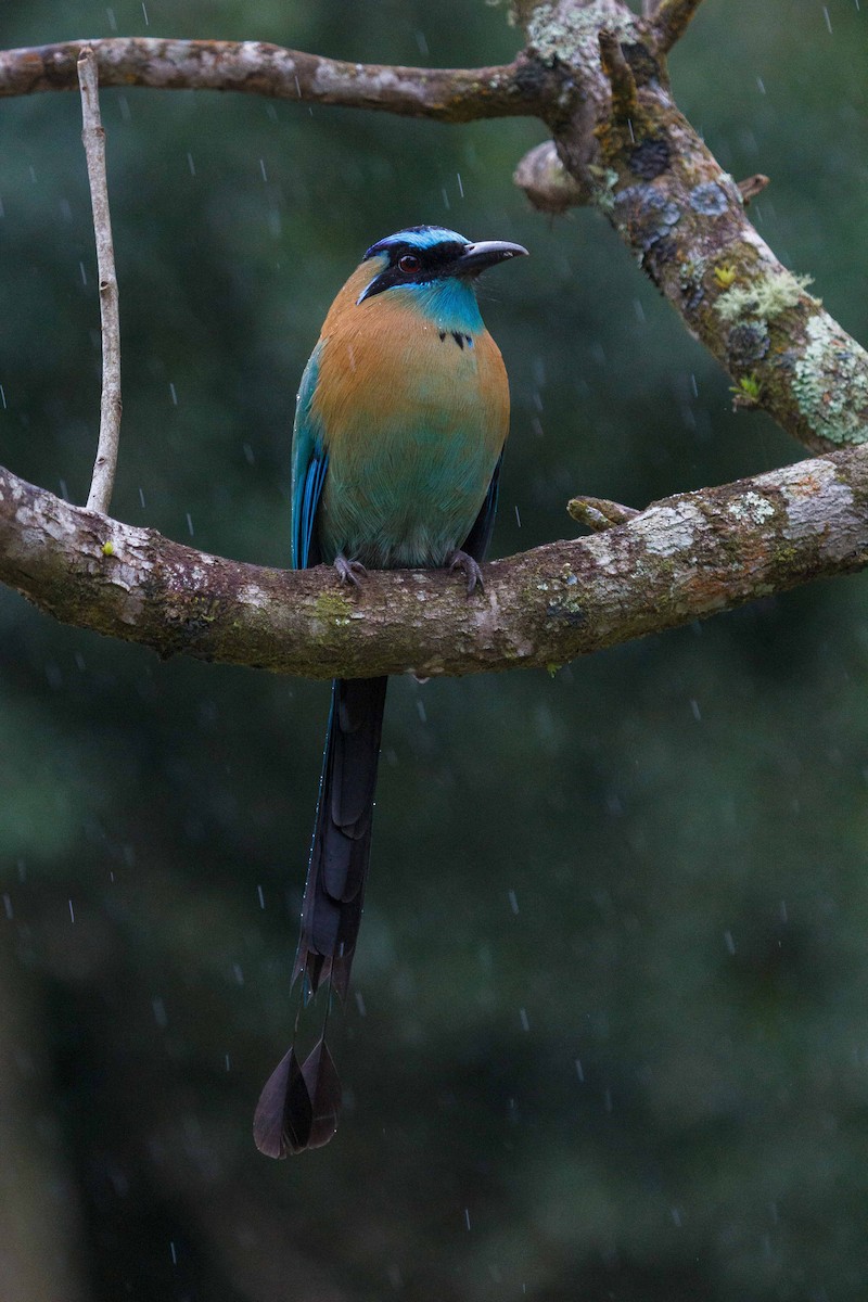 Lesson's Motmot - ML647160616