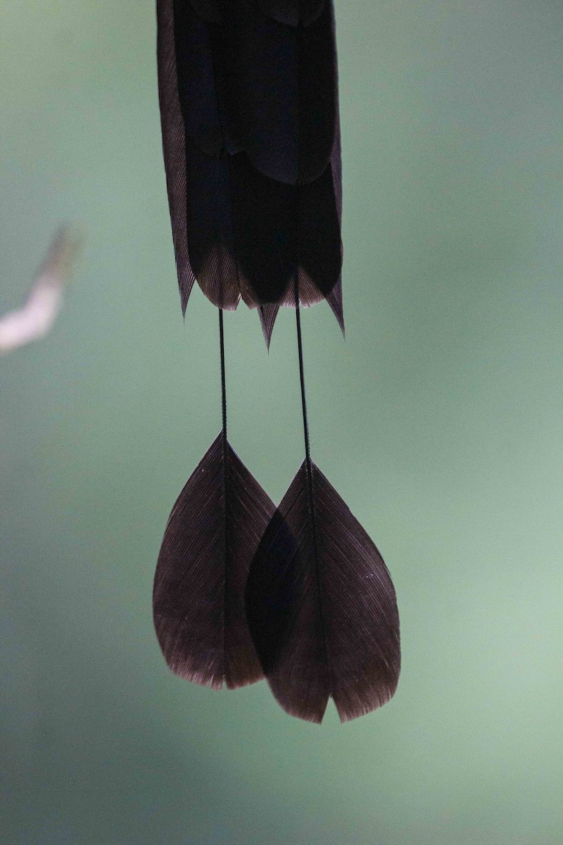 Lesson's Motmot - ML647160617