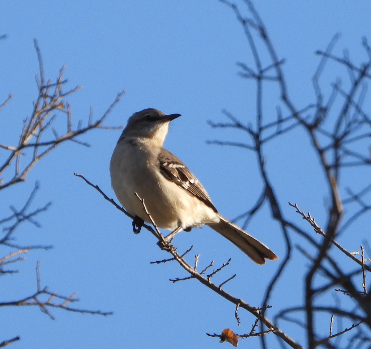 Пересмішник багатоголосий - ML647160626