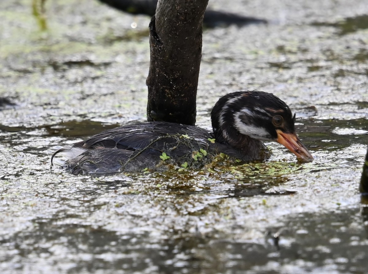 Little Grebe - ML647160628