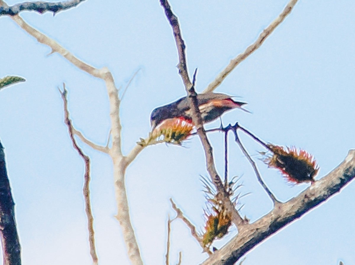 Maroon Oriole - ML647160629