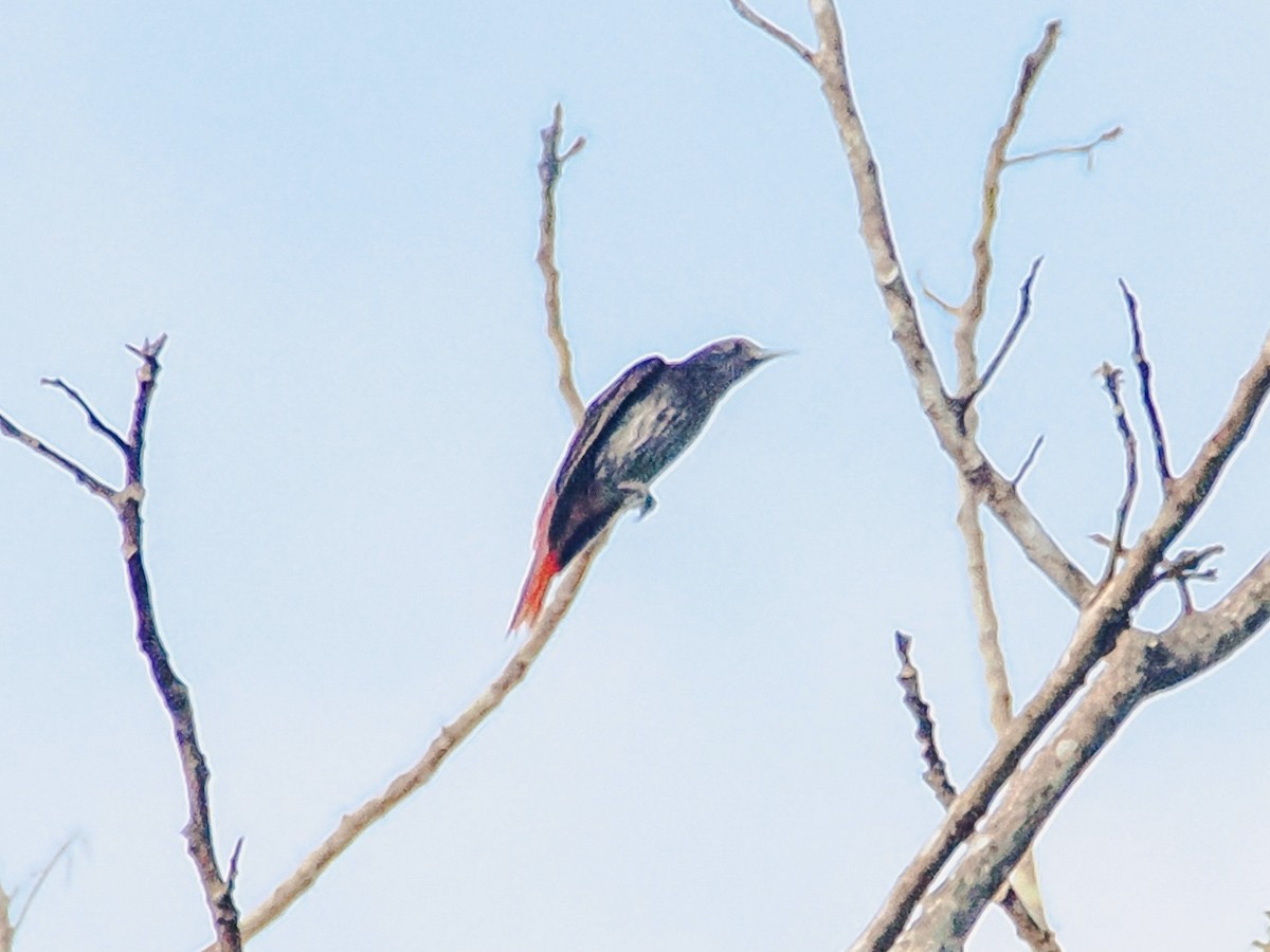 Maroon Oriole - ML647160630