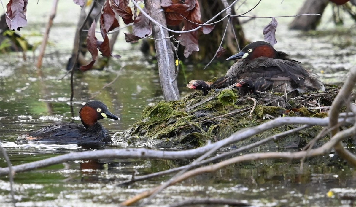 Little Grebe - ML647160640