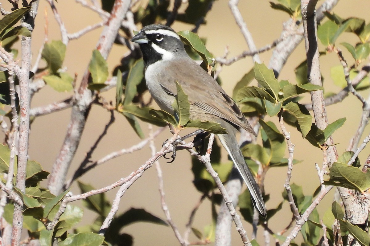 Black-throated Sparrow - ML647160642