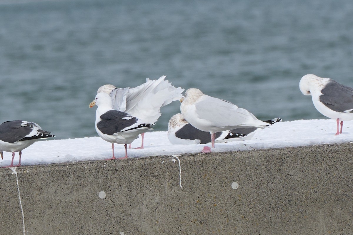 Gavión Hiperbóreo - ML647160646