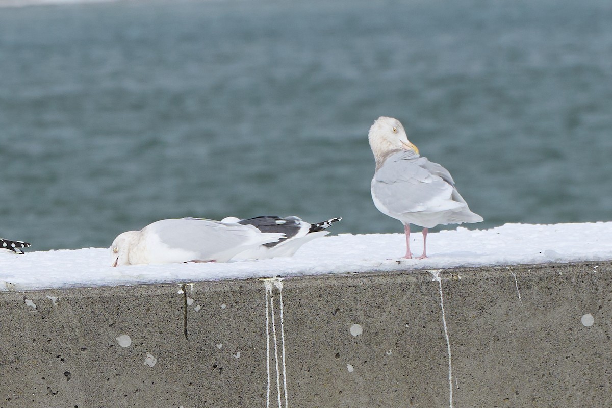 Gavión Hiperbóreo - ML647160647