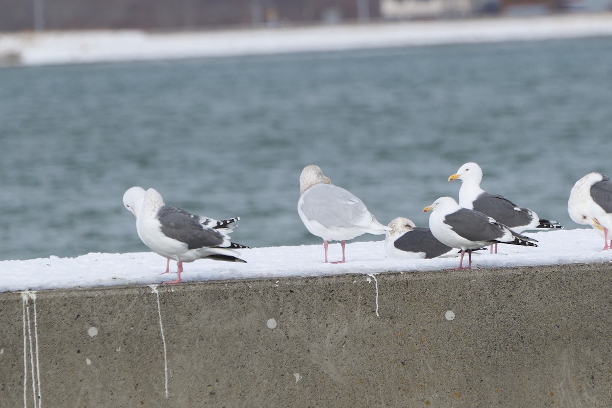 Gavión Hiperbóreo - ML647160648