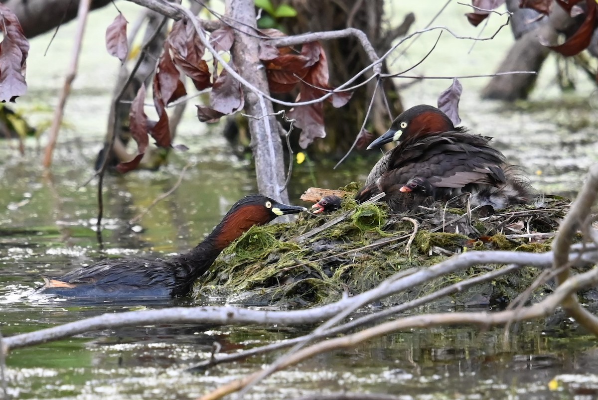 Little Grebe - ML647160650