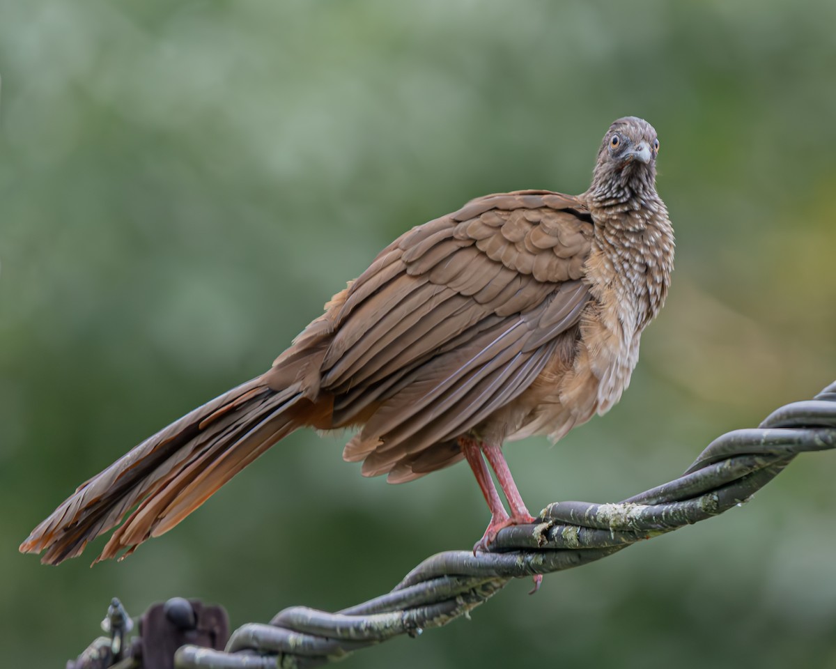 Speckled Chachalaca - ML647160652