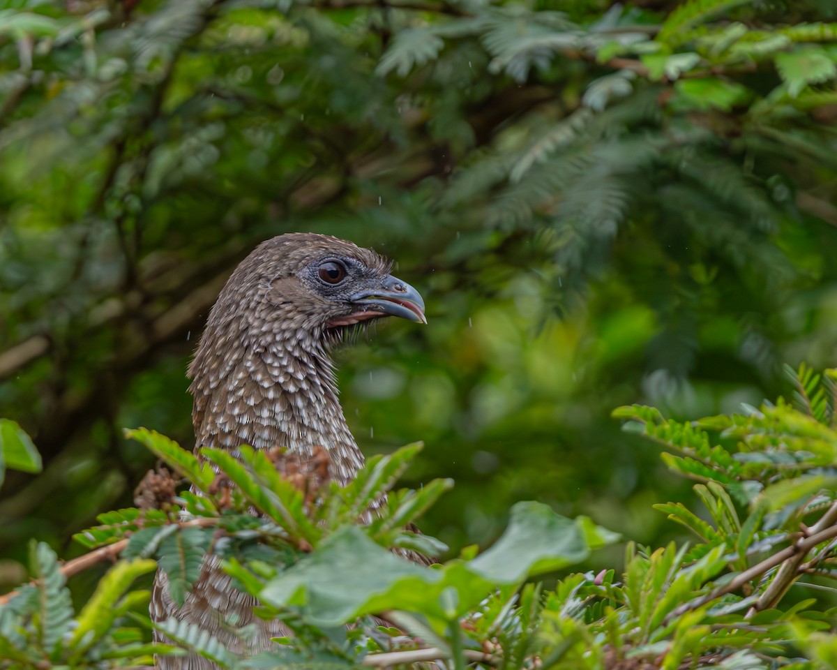 Speckled Chachalaca - ML647160653