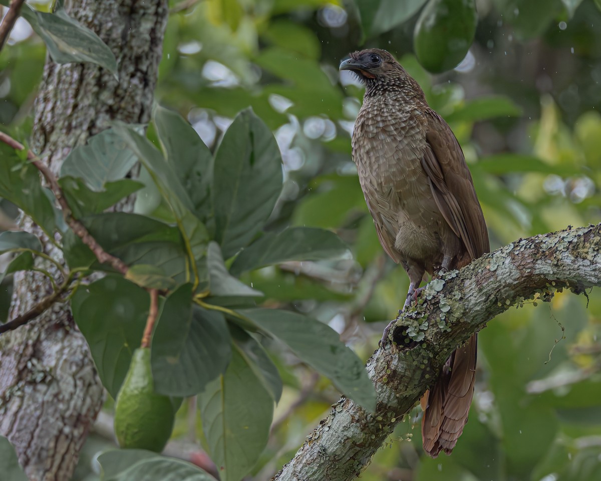 Speckled Chachalaca - ML647160654
