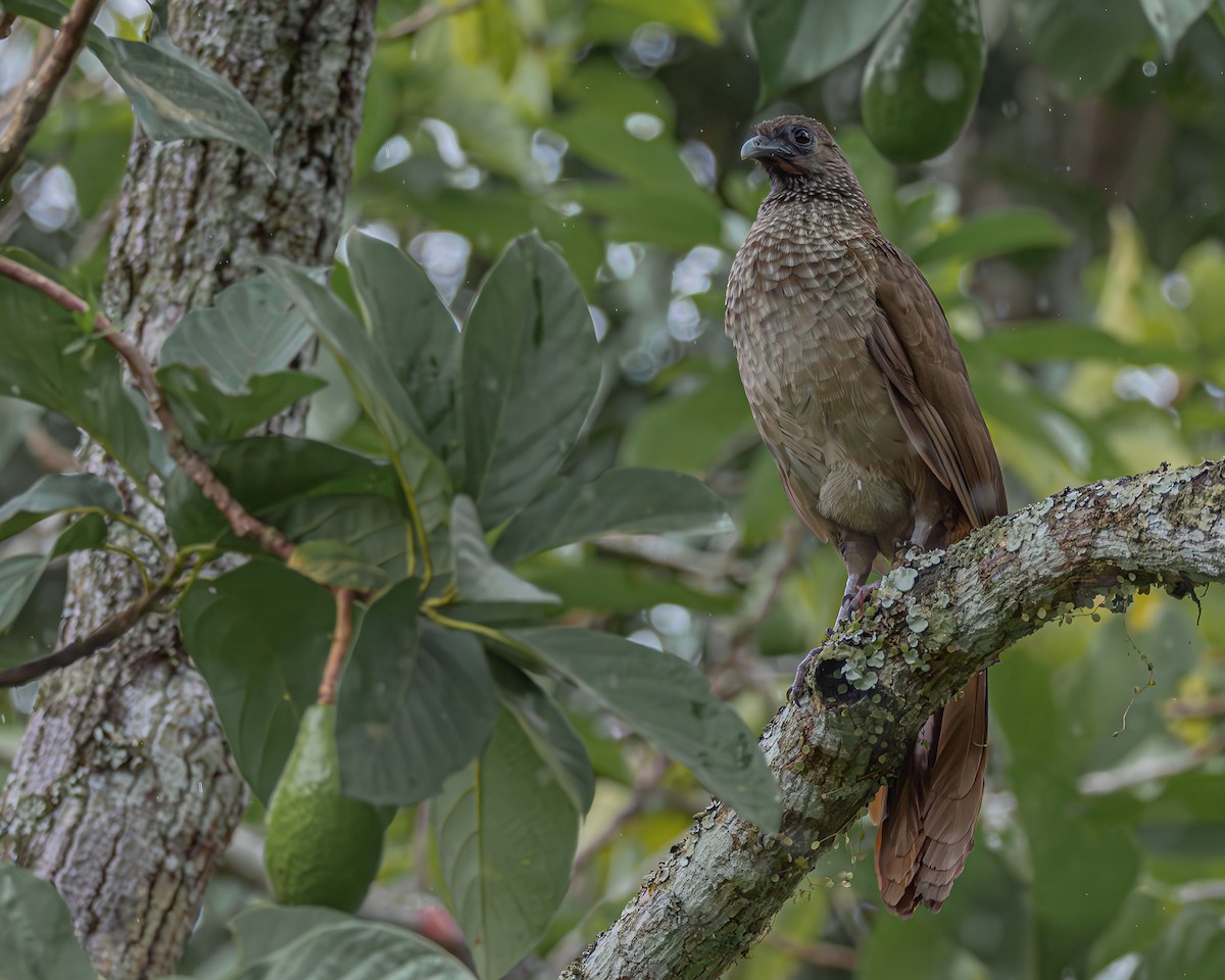 Speckled Chachalaca - ML647160655