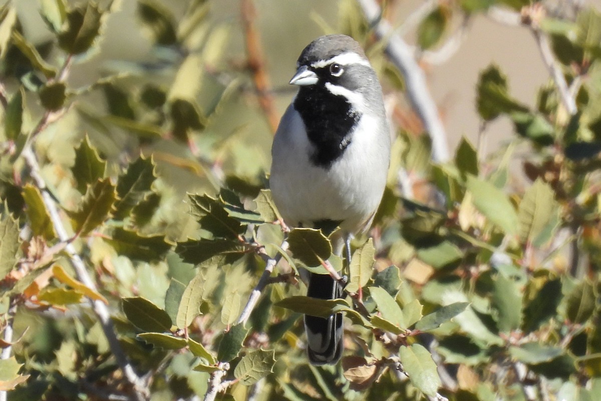 Black-throated Sparrow - ML647160656