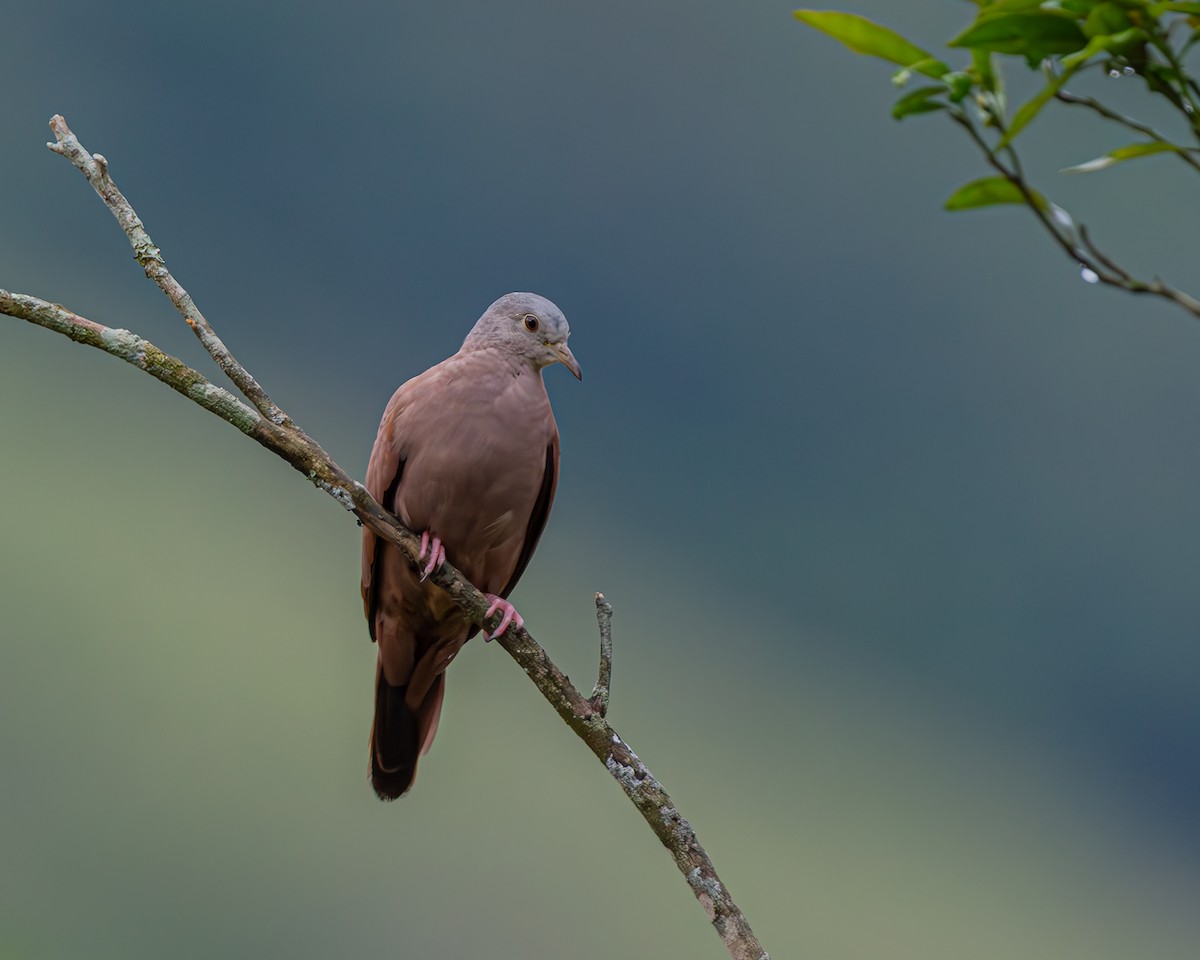Ruddy Ground Dove - ML647160661