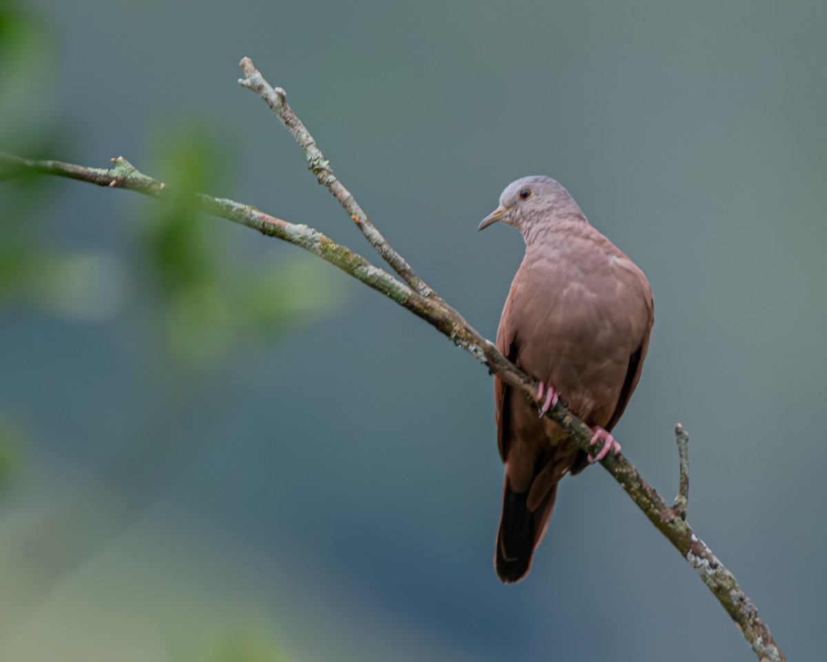 Ruddy Ground Dove - ML647160662
