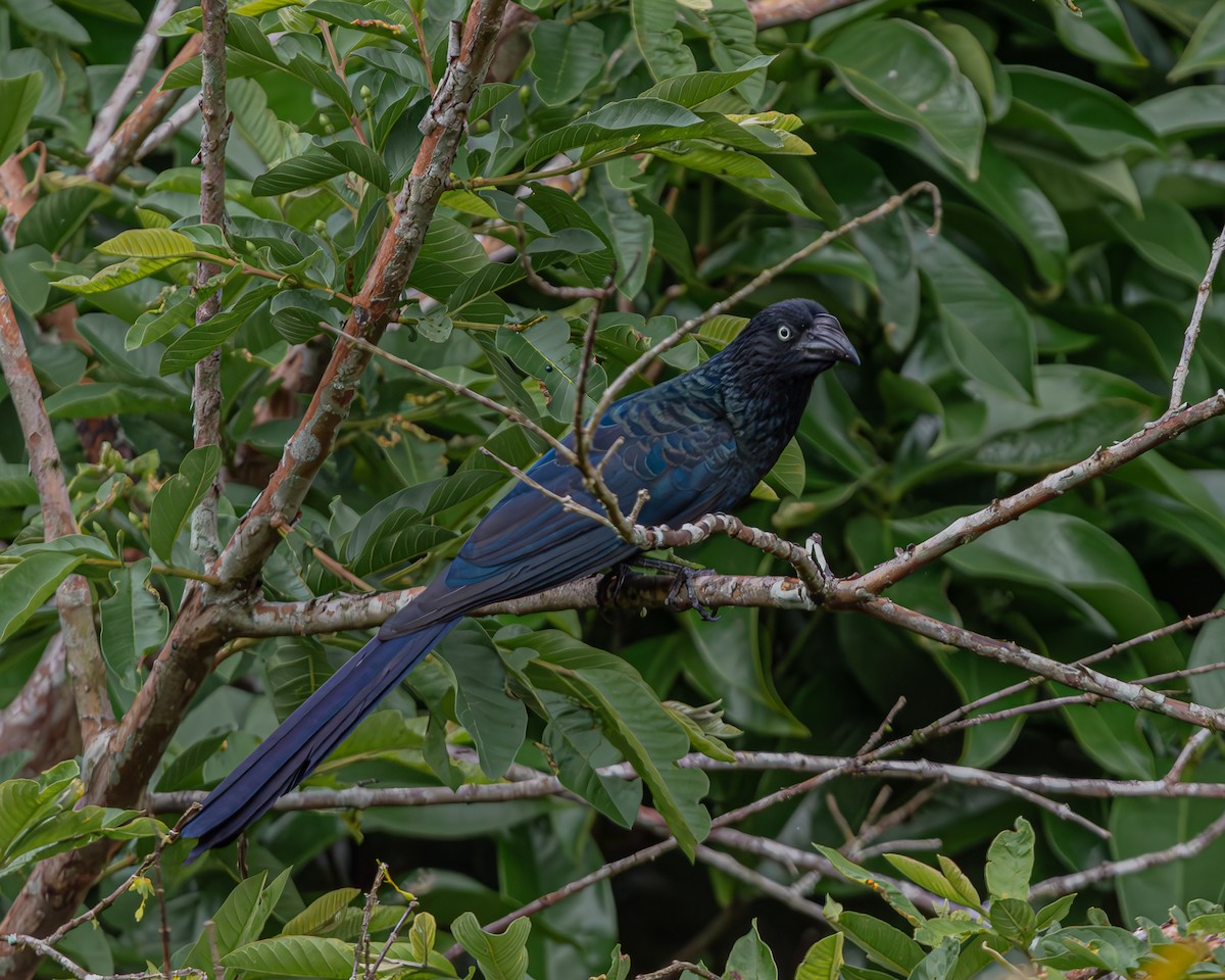 Greater Ani - ML647160670