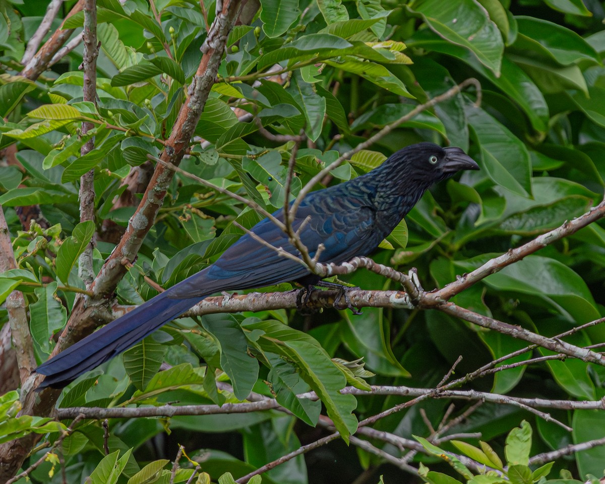 Greater Ani - ML647160671