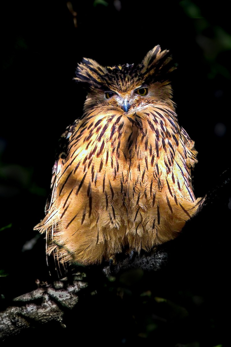 Tawny Fish-Owl - ML647160674