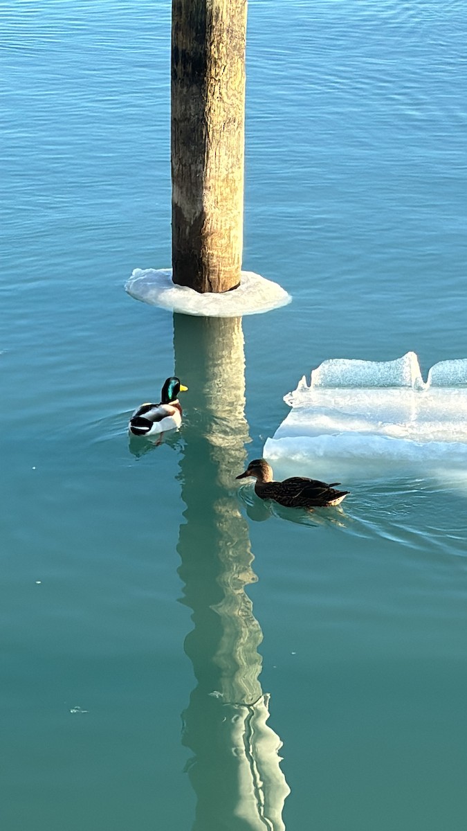 Mallard - ML647160675