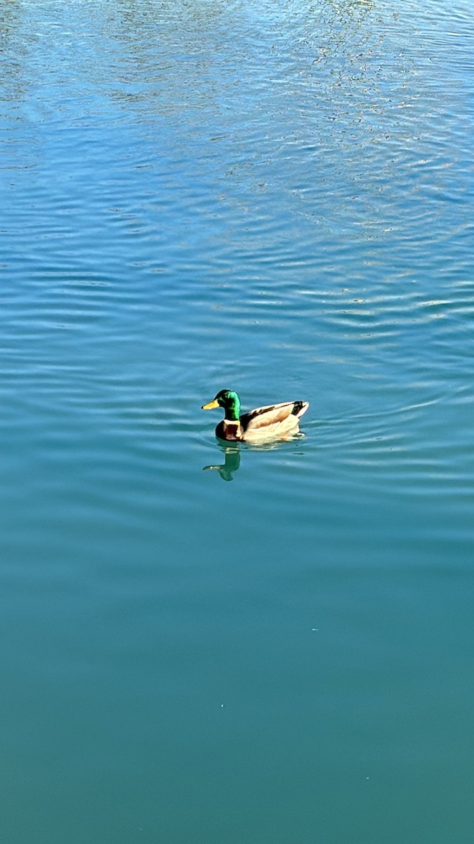 Mallard - ML647160676