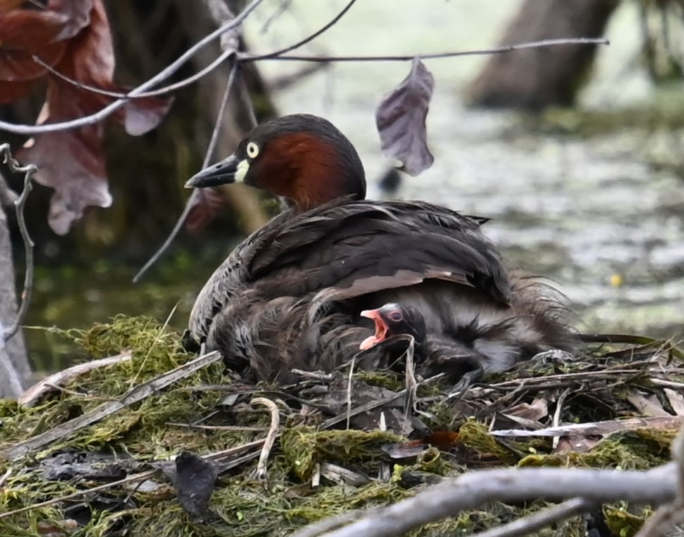 Little Grebe - ML647160678