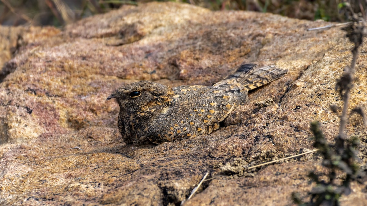 Savanna Nightjar - ML647160682