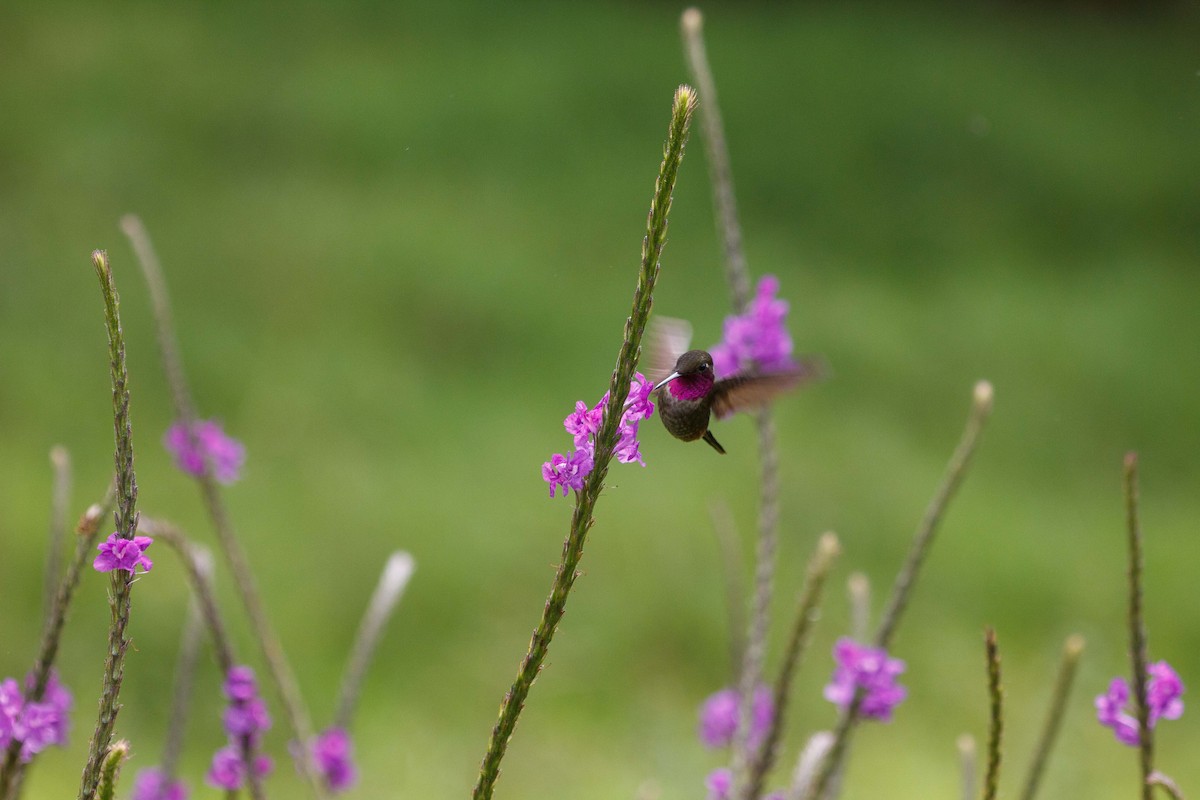 Magenta-throated Woodstar - ML647160683