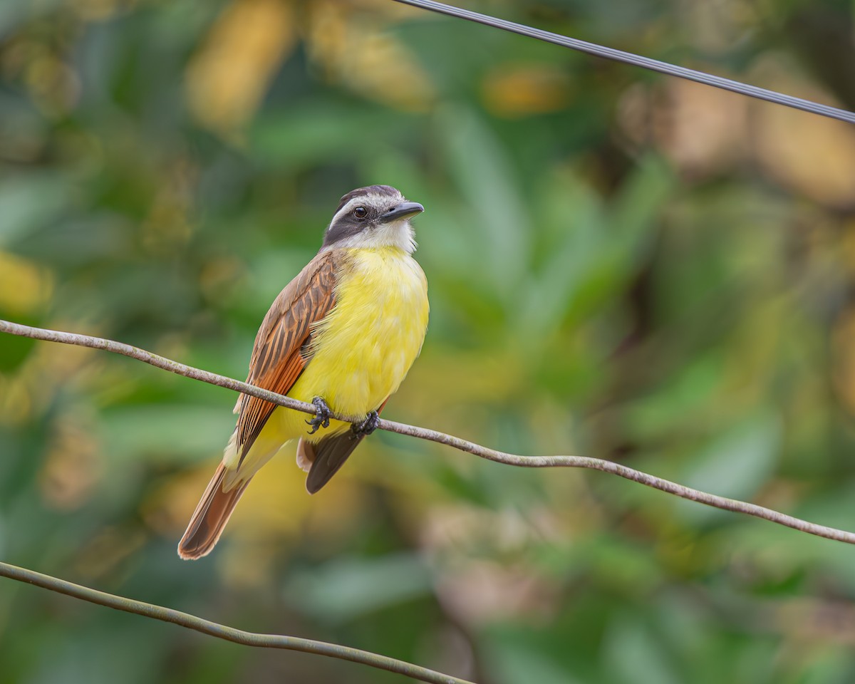 Great Kiskadee - ML647160684