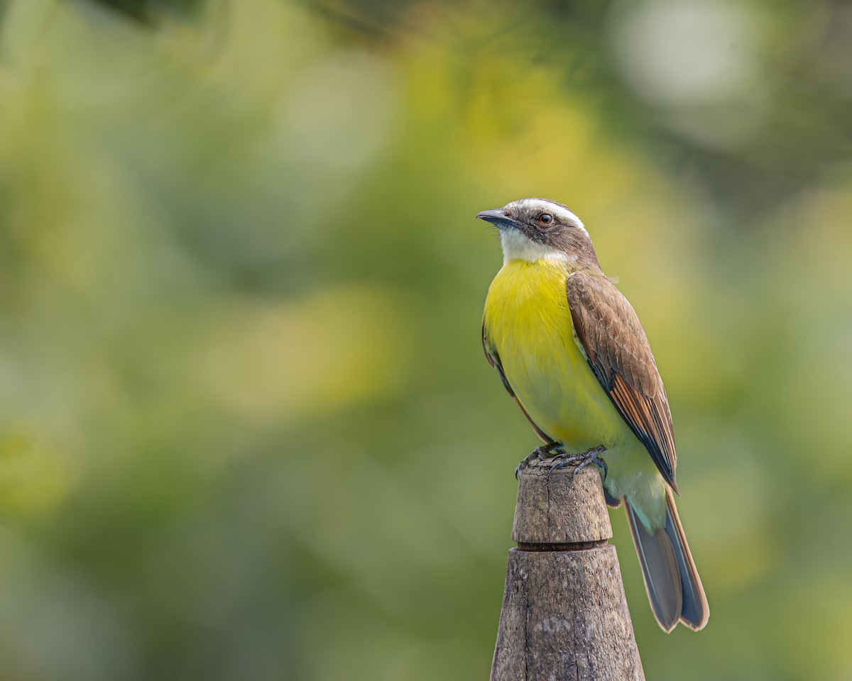 Great Kiskadee - ML647160685