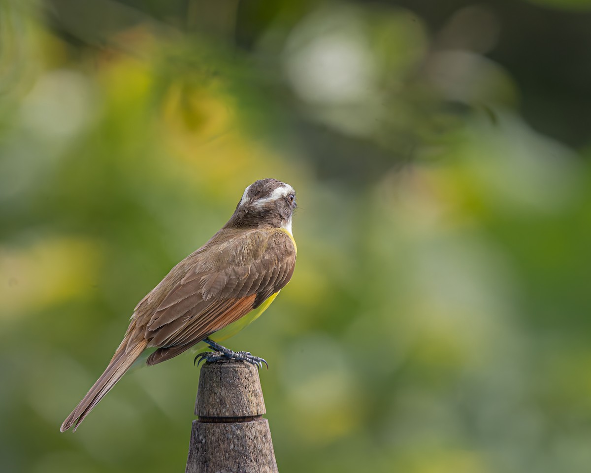 Rusty-margined Flycatcher - ML647160686