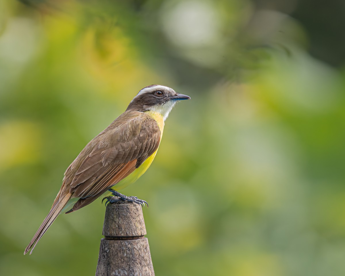 Rusty-margined Flycatcher - ML647160688
