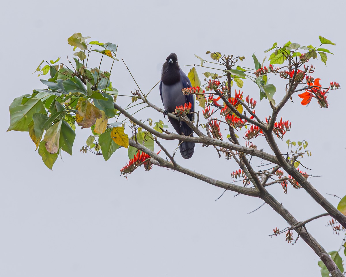 Violaceous Jay - ML647160694