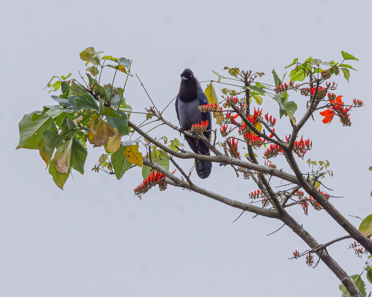 Violaceous Jay - ML647160695