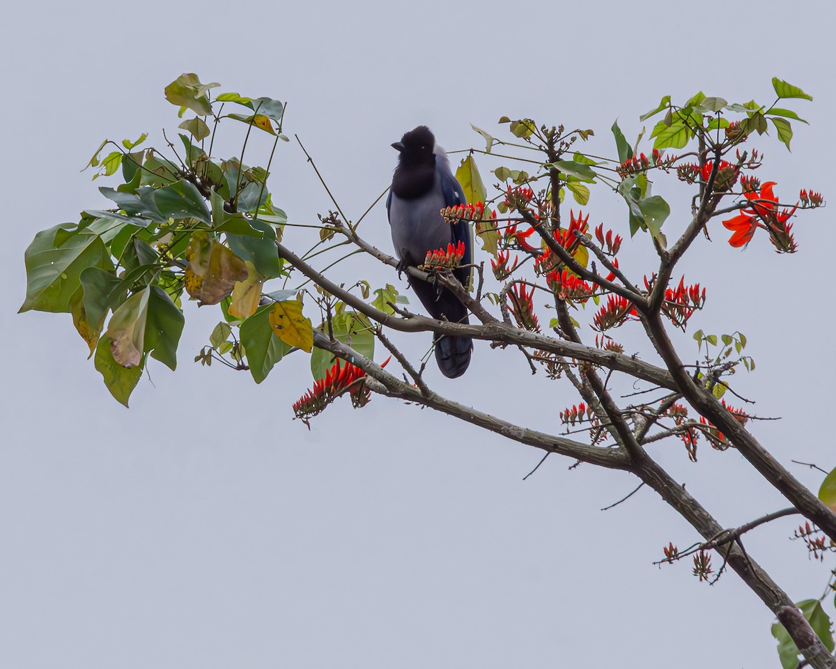 Violaceous Jay - ML647160696