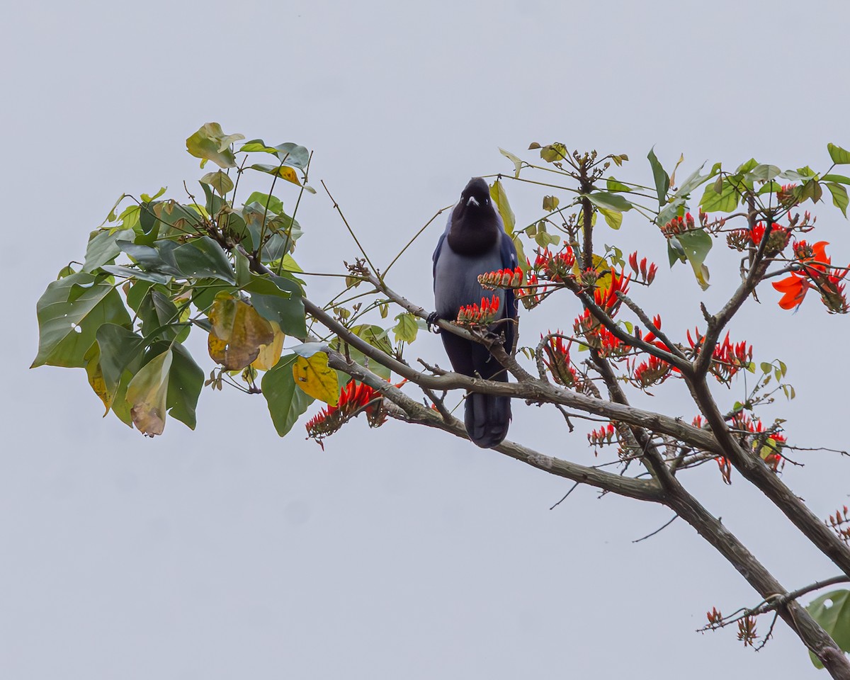 Violaceous Jay - ML647160697