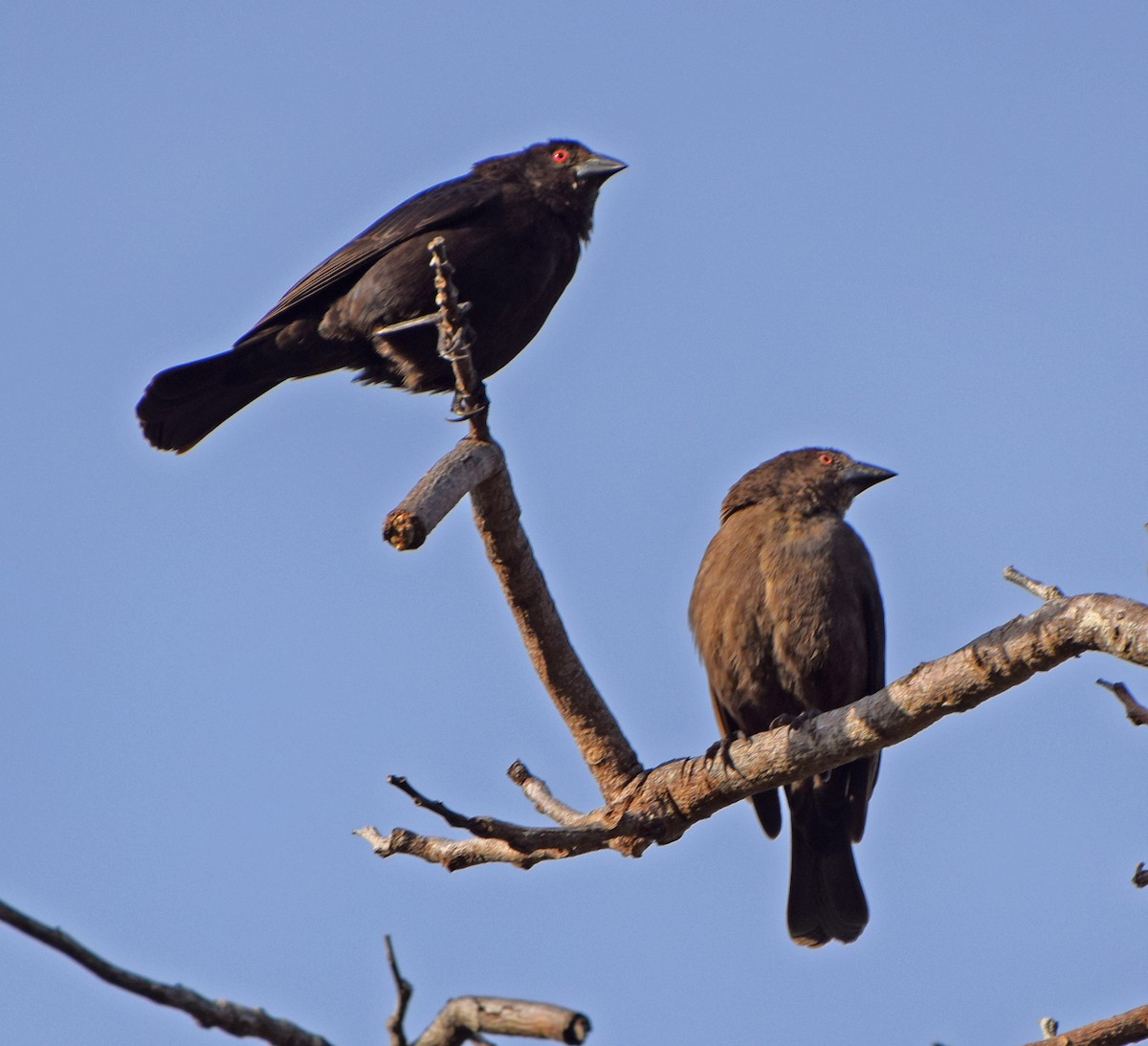 Bronzed Cowbird - ML647160714