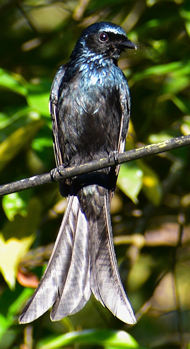 Bronzed Drongo - ML647160722